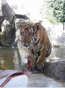 THAILANDE LE TEMPLE DES TIGRES (4)